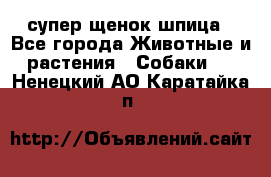 супер щенок шпица - Все города Животные и растения » Собаки   . Ненецкий АО,Каратайка п.